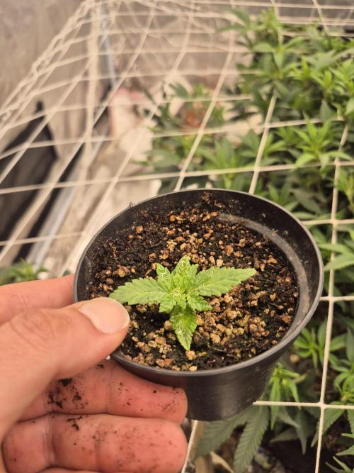 Meanwhile in the moment room. Week 1 - Boston Strangler