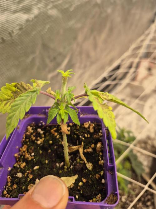 Meanwhile in the moment room. Week 1 - HB Cookies 
These pics were all taken with a russet mite attack,
