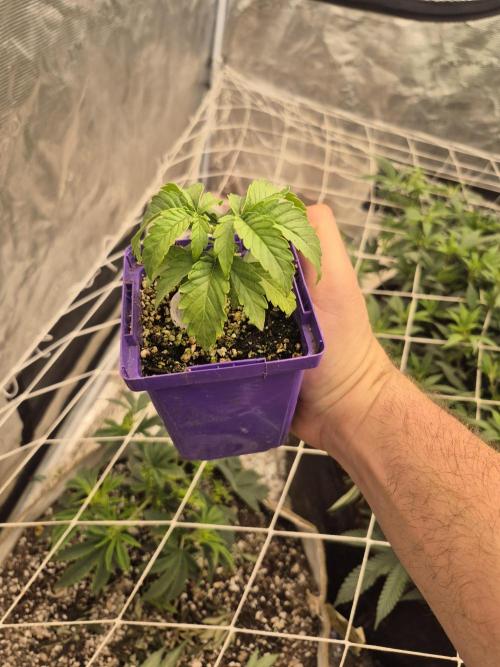 Meanwhile in the moment room. Week 1 - Russet mites have been eliminated