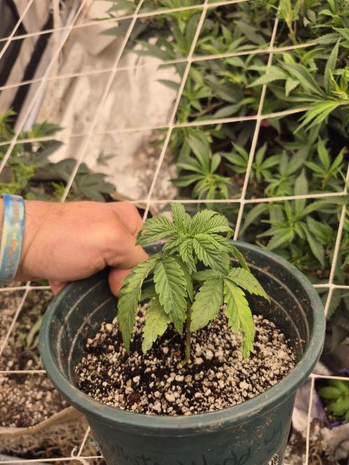 Meanwhile in the moment room. Week 1 - Boston strangler