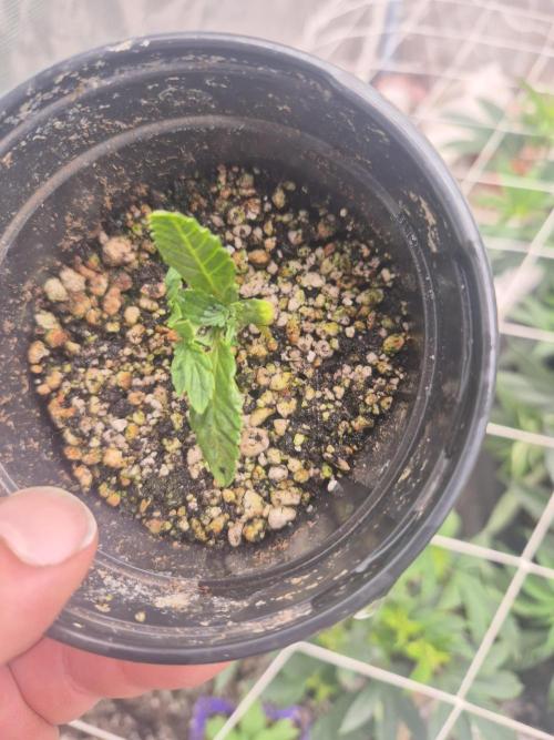 Meanwhile in the moment room. Week 1 - Boston strangler mutation 