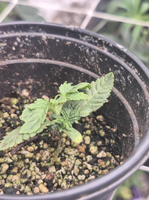 Meanwhile in the moment room. Week 1 - She essentially had 3 heads!!!!