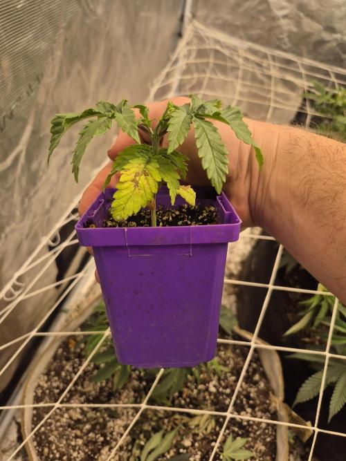 Meanwhile in the moment room. Week 1