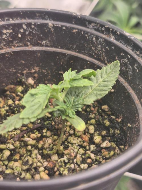 Meanwhile in the moment room. Week 1