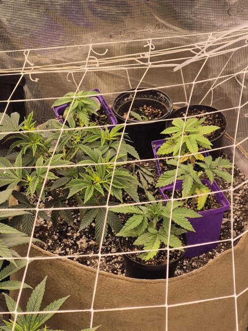 Meanwhile in the moment room. Week 1