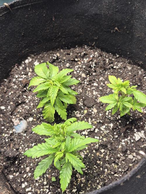 Meanwhile in the moment room. Week 2 - Ethos Headband Cookies