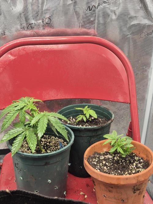 Meanwhile in the moment room. Week 2 - Uncle Doobie Boston Strangler
ChemD x Chem Fuego