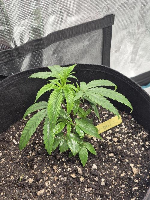 Meanwhile in the moment room. Week 2 - Detroit Diesel from Tiki