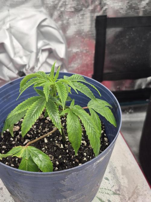 Meanwhile in the moment room. Week 2 - Ohio Death Star from tiki