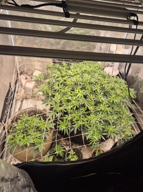 Fall indoor grow. Week 8 - Good over view.
The 1 by itself is the Fader OG