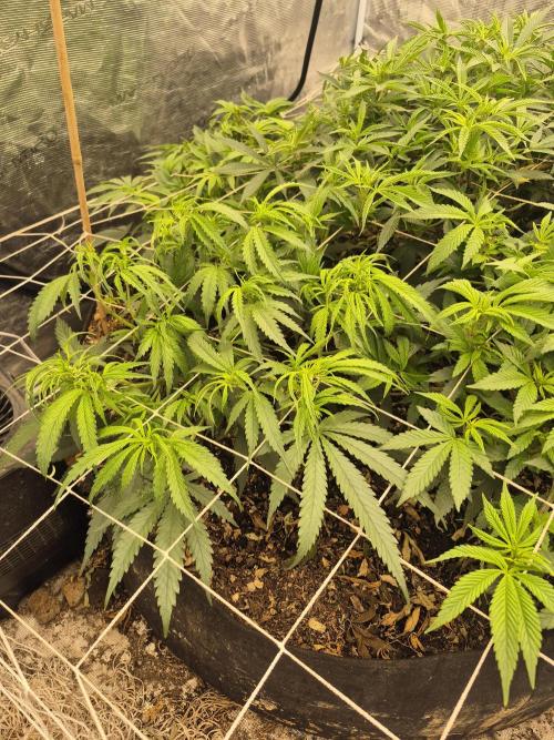 Fall indoor grow. Week 8 - Grape Stomper, this one grows fast, huge leaves that are floppy