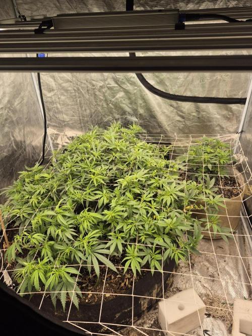 Fall indoor grow. Week 8 - Everything