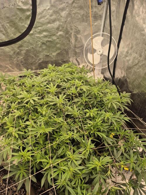 Fall indoor grow. Week 9 - This is mostly triple burger