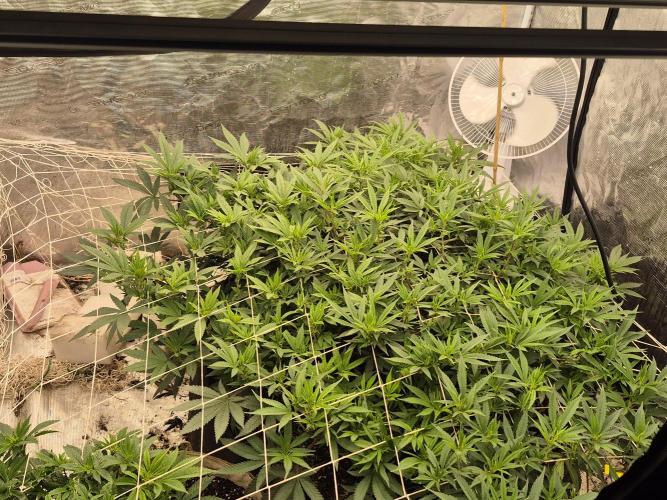 Fall indoor grow. Week 9