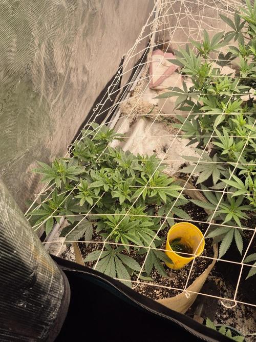 Fall indoor grow. Week 9 - Fader OG in the corner