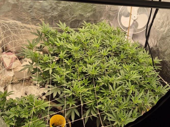 Fall indoor grow. Week 9 - White wedding is in the left.  It is progressing the quickest, already nice bloo