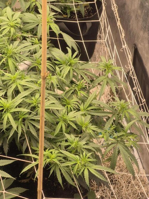 Fall indoor grow. Week 9 - Grape stomper