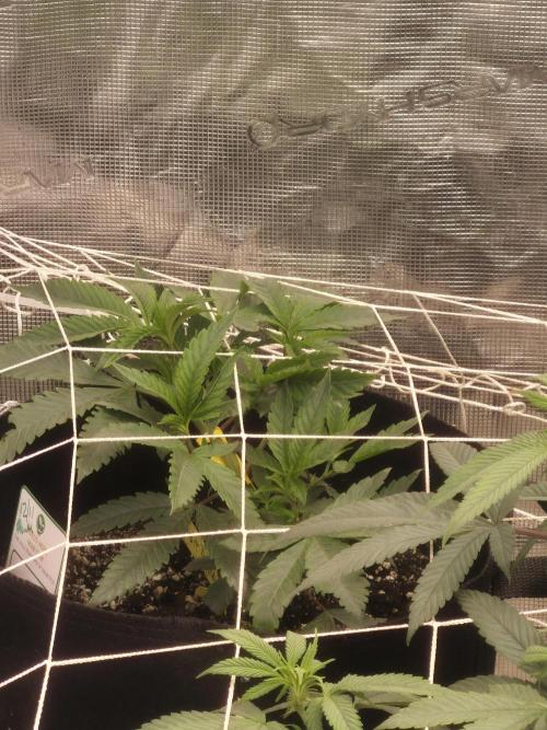 Fall indoor grow. Week 9 - Detroit diesel was added to flower room 12/11.  