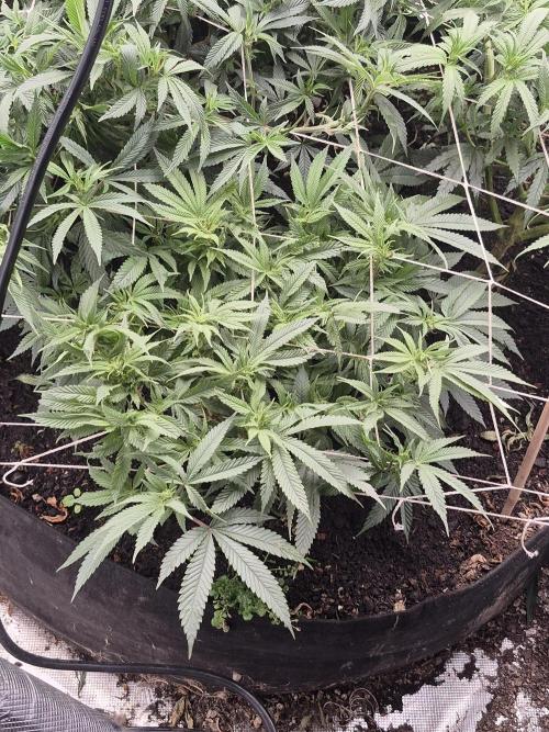 Fall indoor grow. Week 9 - Chem D purple.....finally starting to stretch.  Should have lolipopped