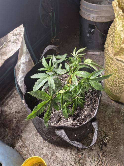 Meanwhile in the moment room. Week 3 - Detroit Diesel just got promoted to flower room