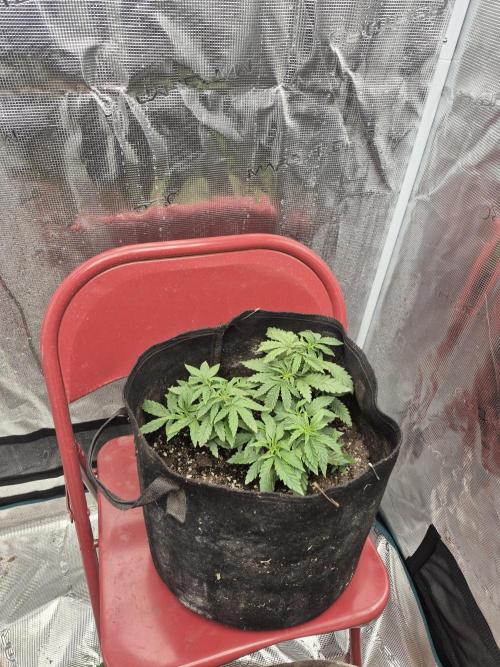 Meanwhile in the moment room. Week 3 - Headband cookies still waiting to sex