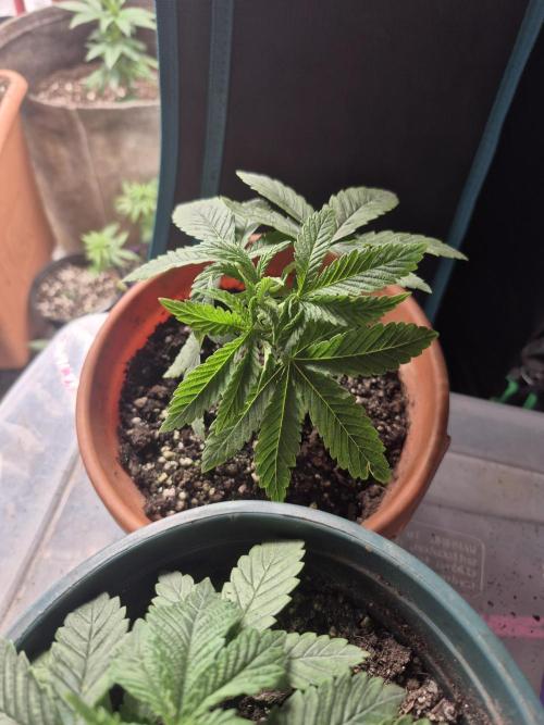 Meanwhile in the moment room. Week 3 - Chem D x Chem Fuego