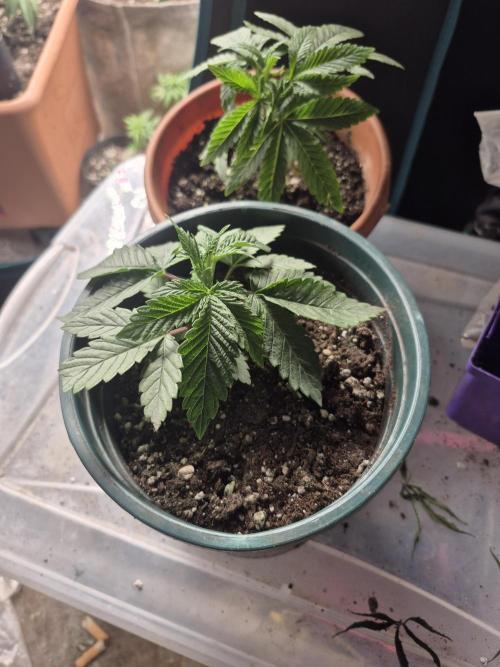 Meanwhile in the moment room. Week 3