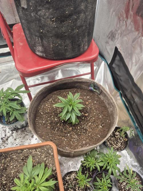 Meanwhile in the moment room. Week 3 - Death Star