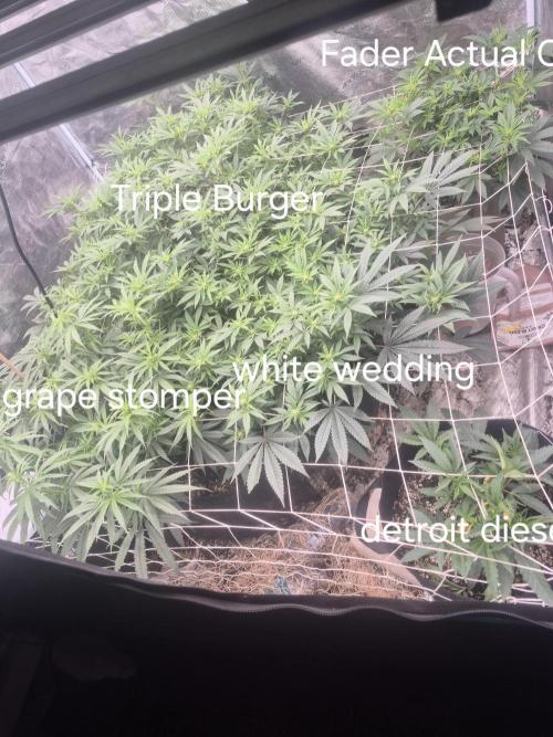 Fall indoor grow. Week 10