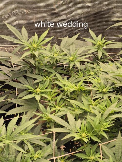 Fall indoor grow. Week 10