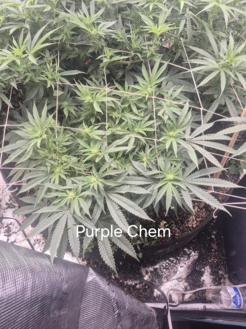 Fall indoor grow. Week 10