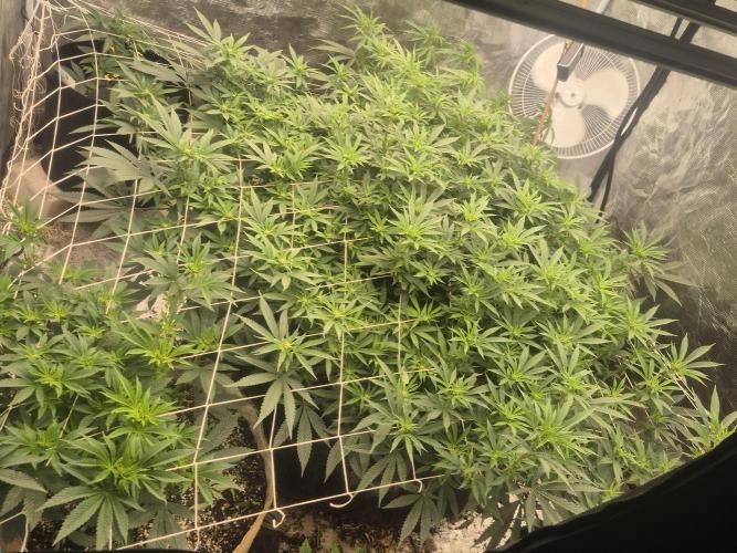 Fall indoor grow. Week 10 - Scrog progress