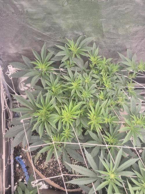 Fall indoor grow. Week 10 - Ocean Grown. Fader Actual