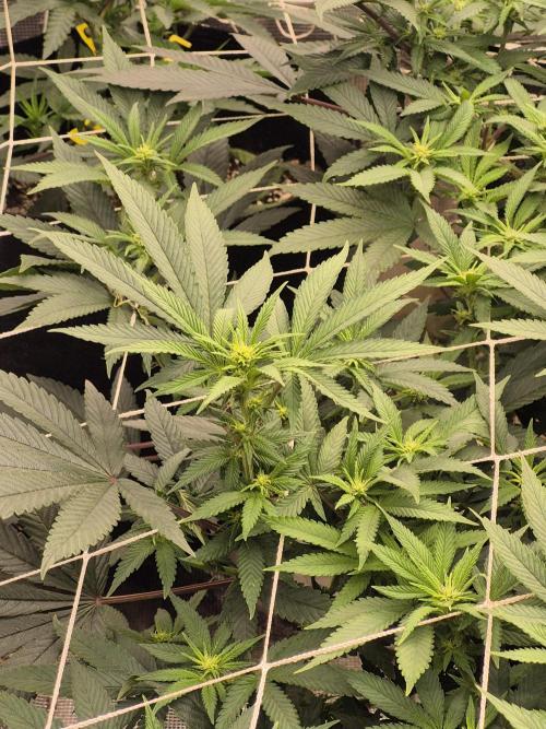 Fall indoor grow. Week 10 - Flowers on a white wedding