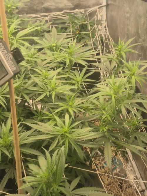 Fall indoor grow. Week 10 - Grape stomper