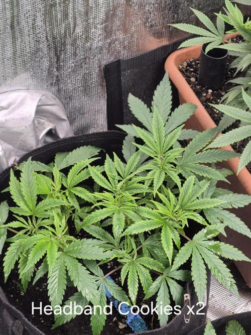 Meanwhile in the moment room. Week 4