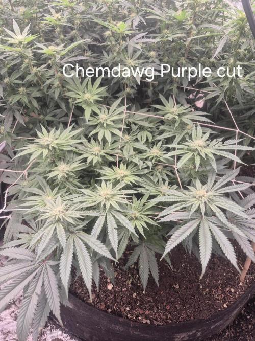 Fall indoor grow. Week 11