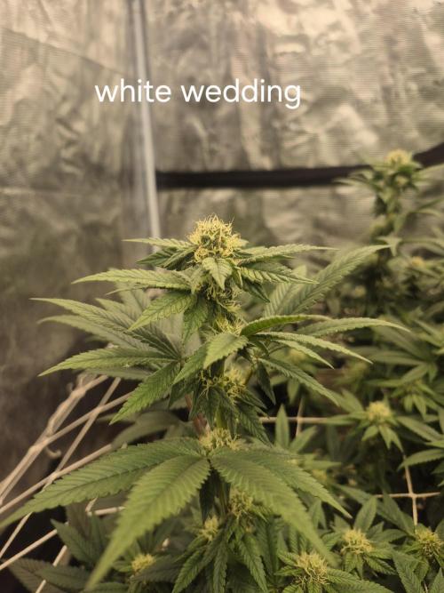 Fall indoor grow. Week 11