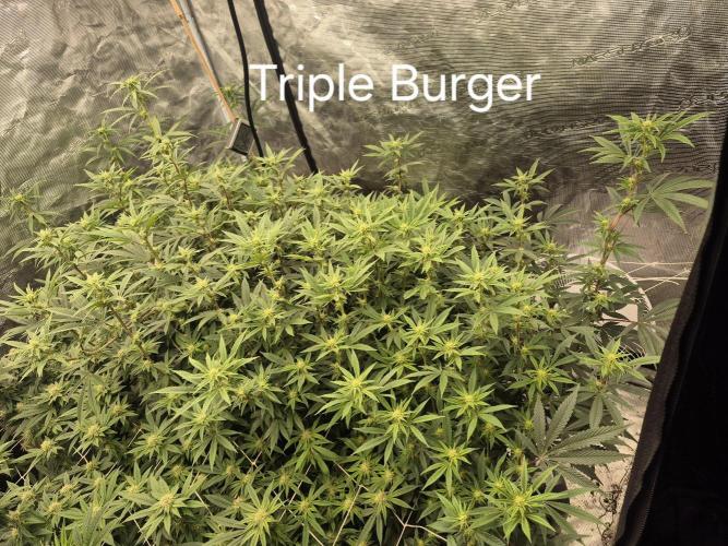 Fall indoor grow. Week 11