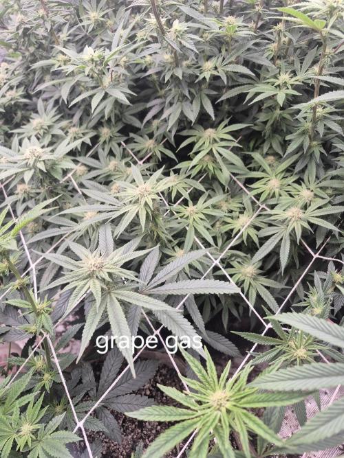 Fall indoor grow. Week 11