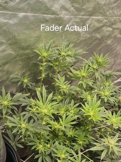 Fall indoor grow. Week 11