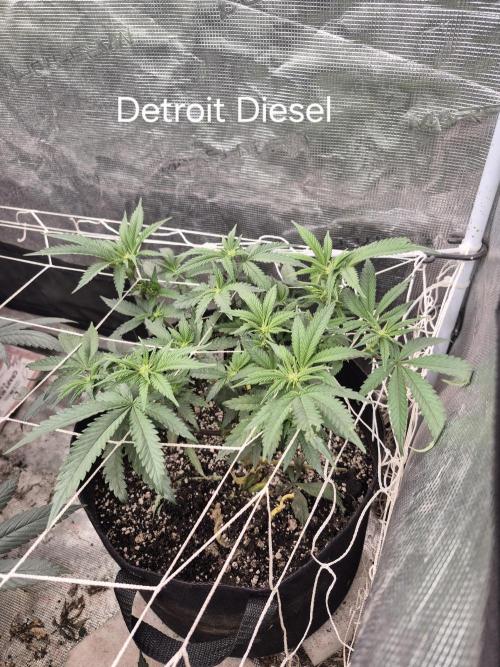 Fall indoor grow. Week 11