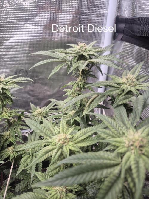 Fall indoor grow. Week 12