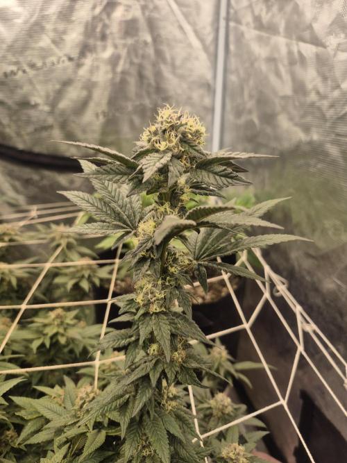 Fall indoor grow. Week 12