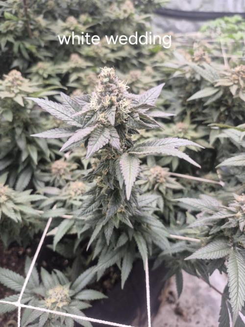 Fall indoor grow. Week 12