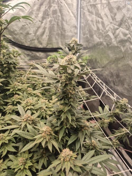 Fall indoor grow. Week 12