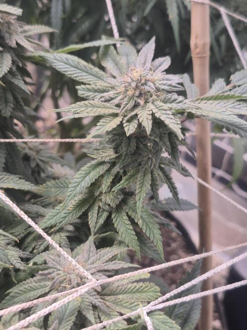 Fall indoor grow. Week 13