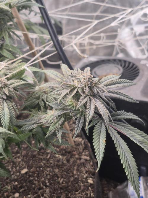 Fall indoor grow. Week 13