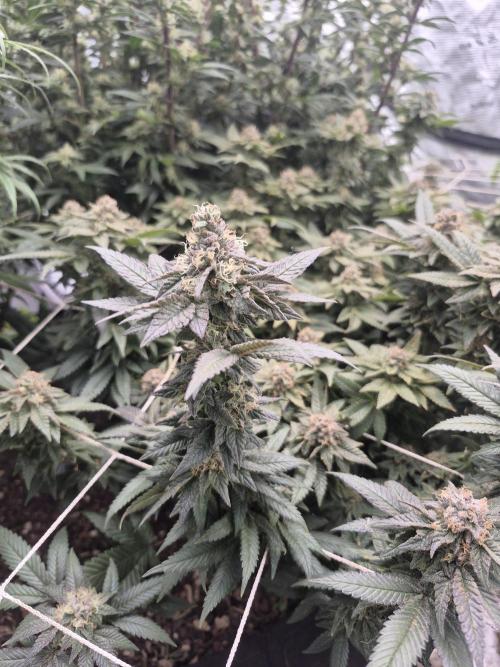 Fall indoor grow. Week 13