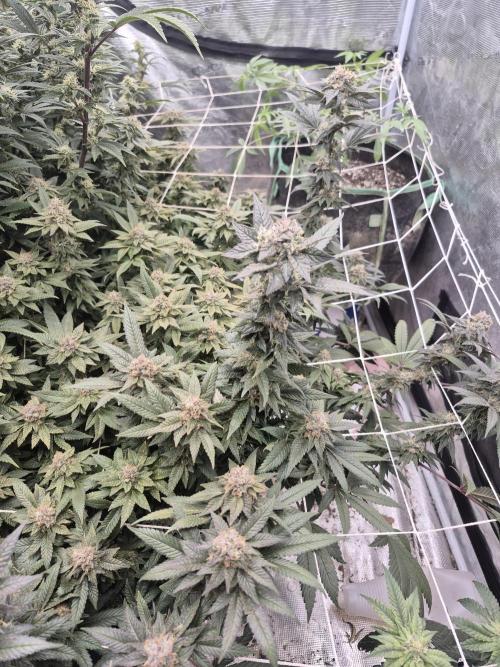 Fall indoor grow. Week 13